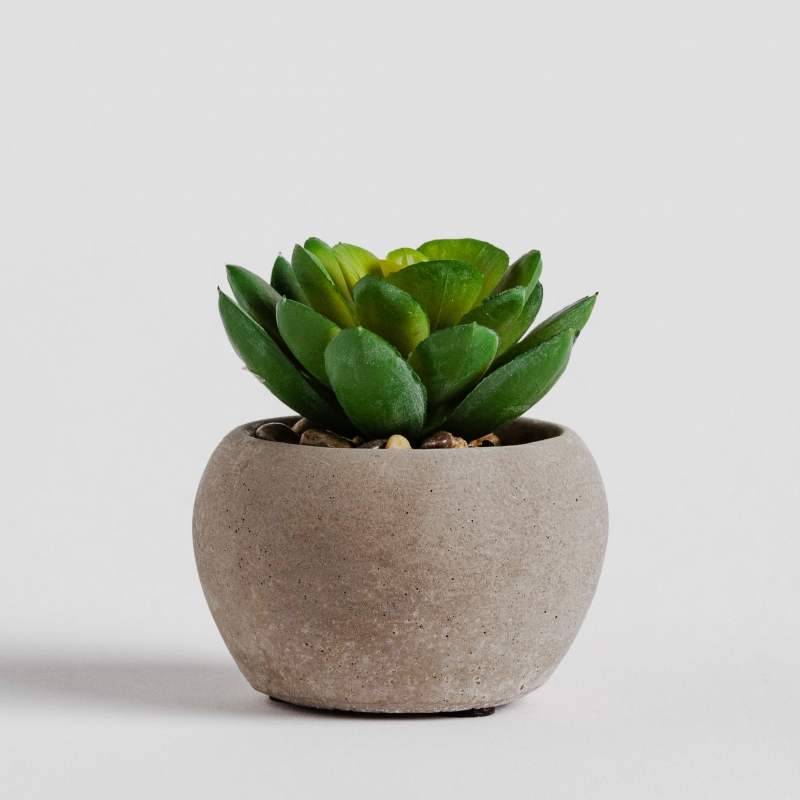 POPPES PLANTE 6.5cm