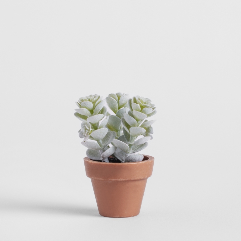 PETALICIOUS PLANTE 4x8cm
