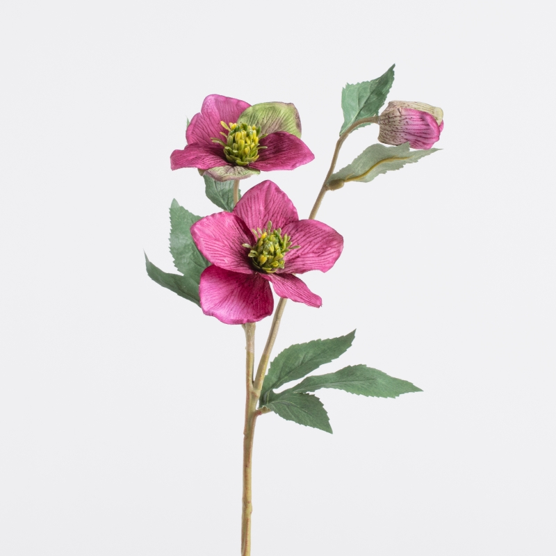 COSMOS TIGE 56cm