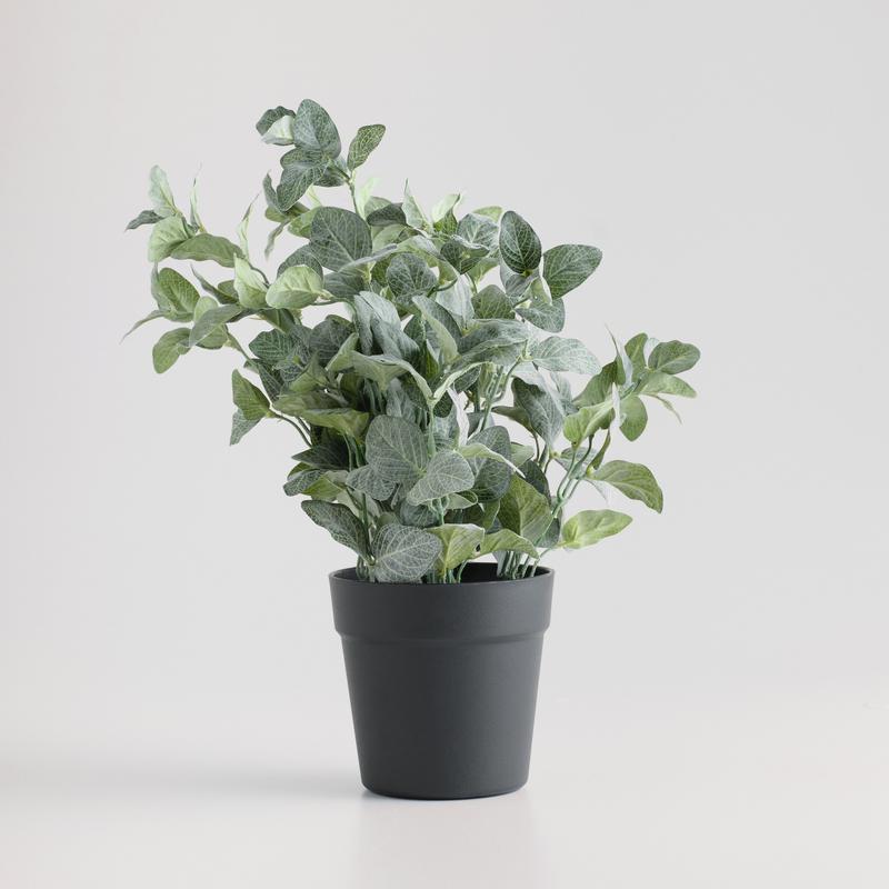 FOGLE PLANTE 27x41cm